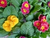 PRIMULA-PANSELUTE-ZAMBILE-CRINI-