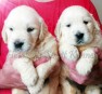 Golden Retriever PUI cu Acte