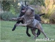 Mascul-cane-corso-calm-linistit-caut-partenera